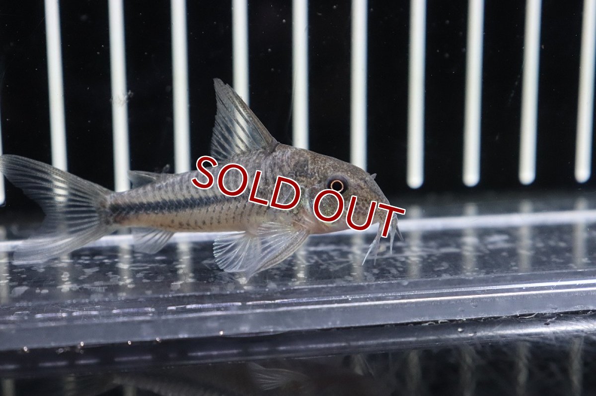 画像2: 【淡水魚】コリドラス プリオノトス ワイルド【1匹】(±5-6cm)(コリドラス)（生体）（熱帯魚）NKＣＲ (2)