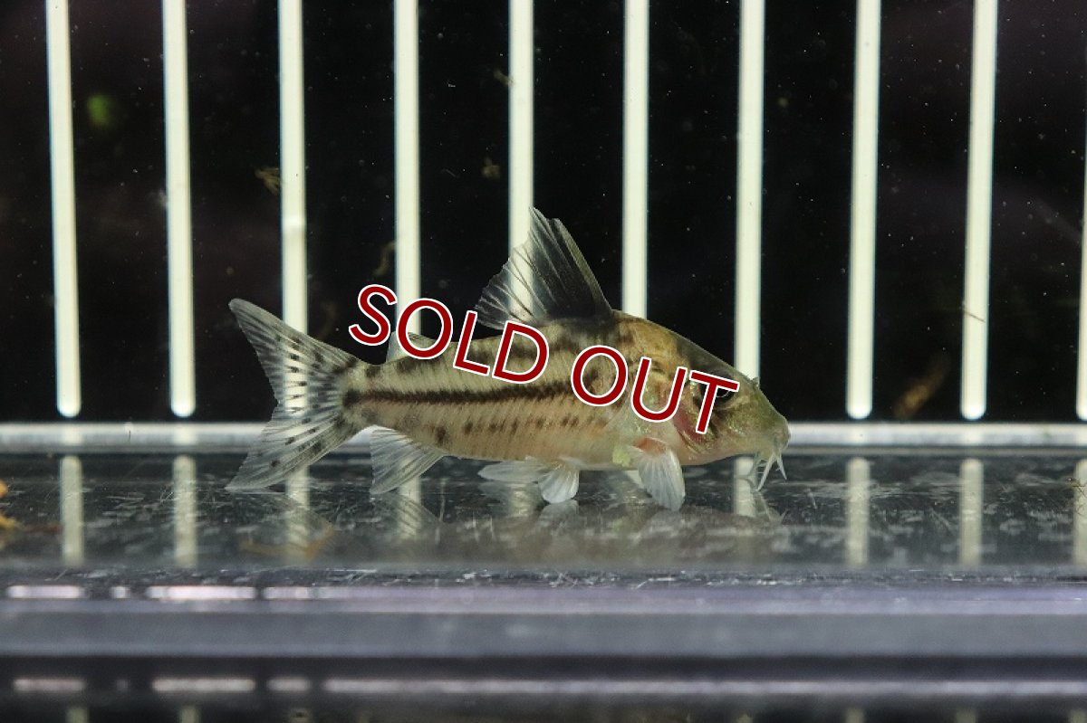 画像1: 【淡水魚】【通販】コリドラス cf インコリカーナ(ペペリア) ワイルド【1匹 サンプル画像】(±5cm)(コリドラス)（生体）（熱帯魚）NKＣＲ (1)