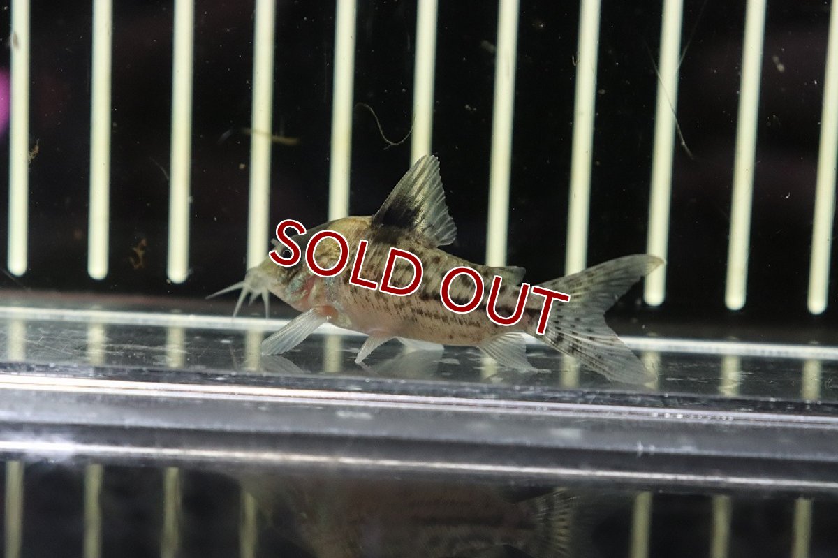 画像2: 【淡水魚】【通販】コリドラス cf インコリカーナ(ペペリア) ワイルド【1匹 サンプル画像】(±5cm)(コリドラス)（生体）（熱帯魚）NKＣＲ (2)