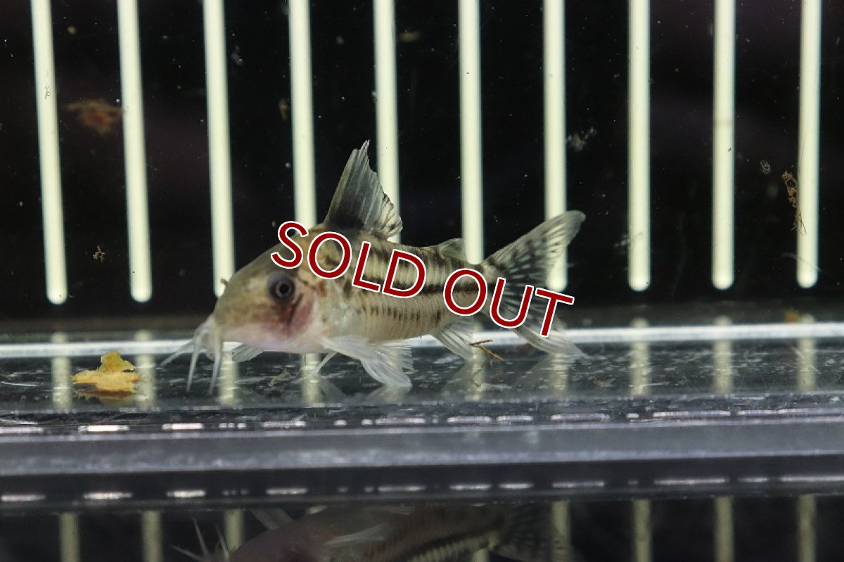 画像3: 【淡水魚】【通販】コリドラス cf インコリカーナ(ペペリア) ワイルド【1匹 サンプル画像】(±5cm)(コリドラス)（生体）（熱帯魚）NKＣＲ (3)