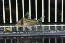 画像3: 【淡水魚】【通販】超大特価 コリドラス cf インコリカーナ(ペペリア) ワイルド【1匹】(±5cm)(コリドラス)（生体）（熱帯魚）NKＣＲ (3)