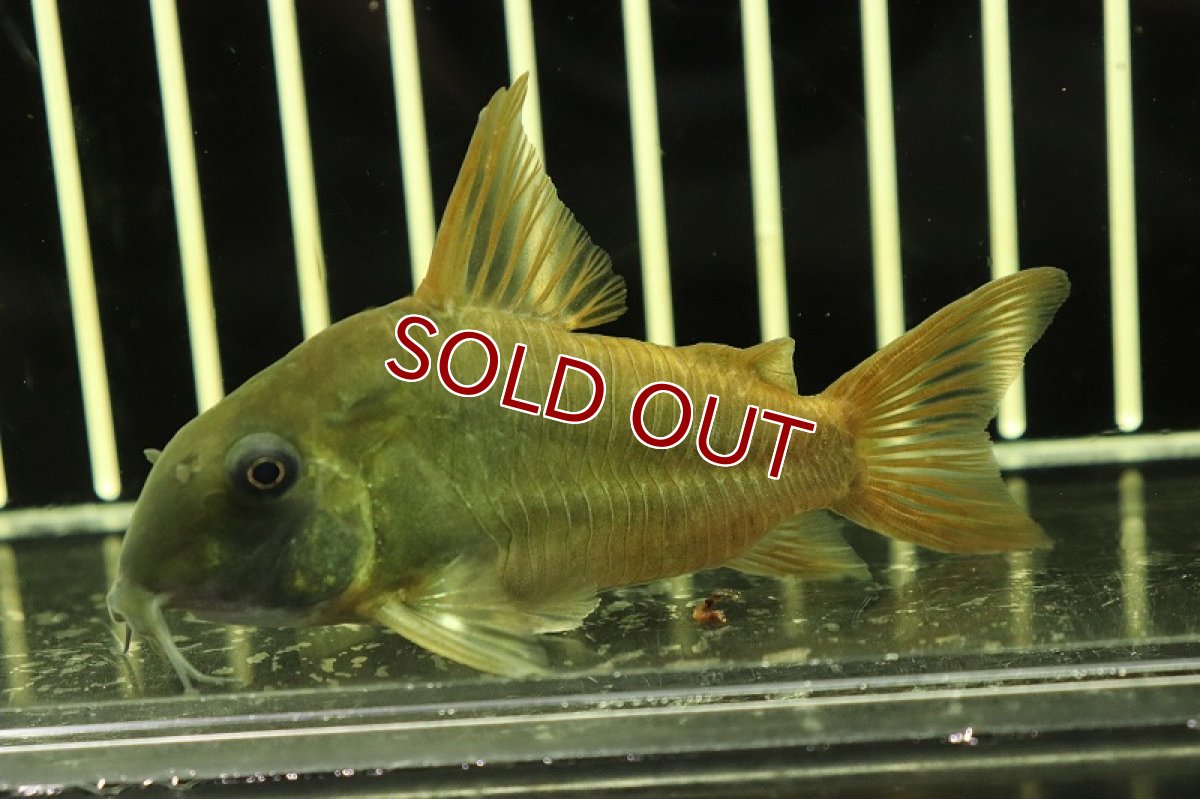 画像2: 【淡水魚】ハイフィン コリドラス コンコロール ワイルド【1匹】(±6-7cm)(コリドラス)（生体）（熱帯魚）NKＣＲ (2)