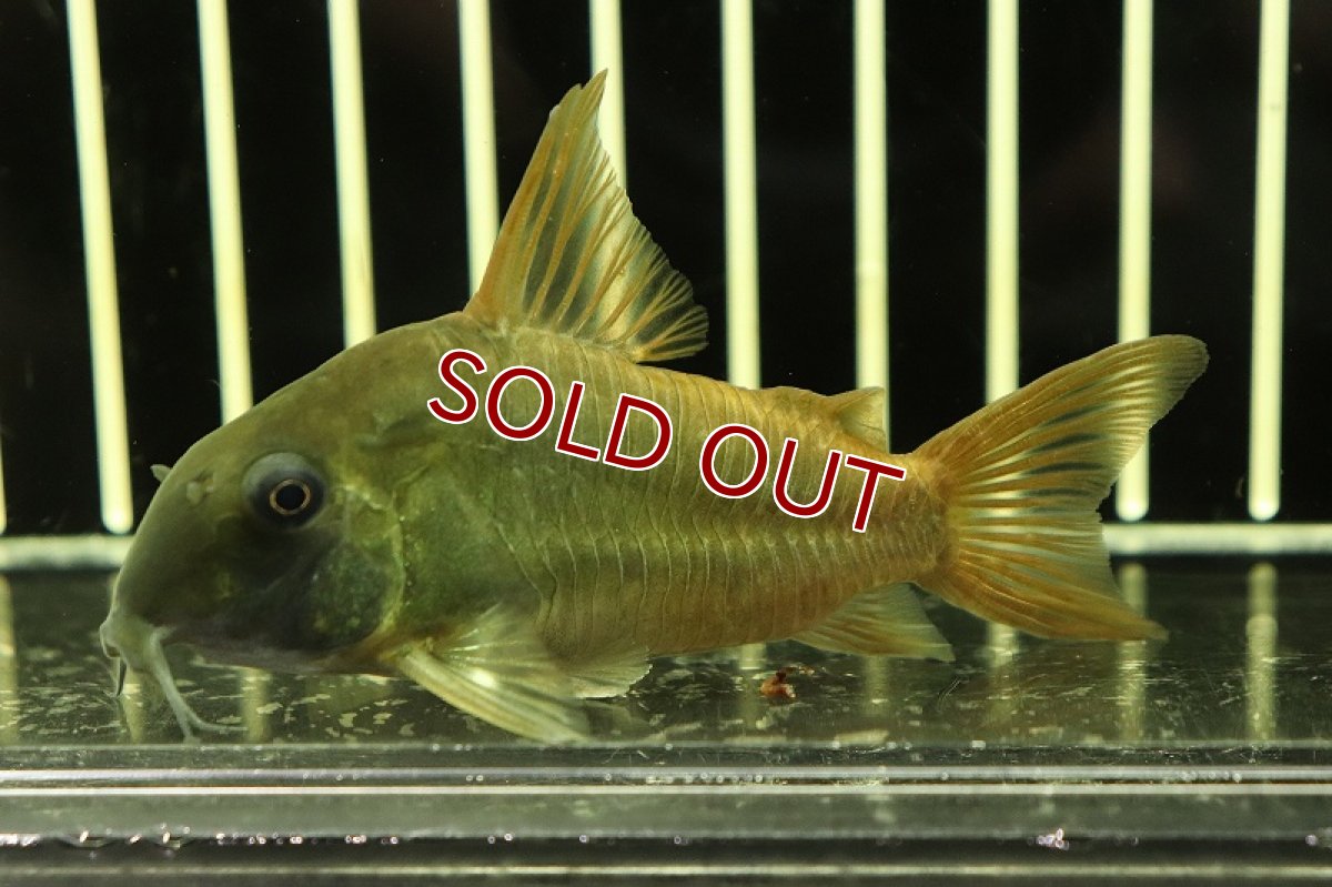 画像3: 【淡水魚】ハイフィン コリドラス コンコロール ワイルド【1匹】(±6-7cm)(コリドラス)（生体）（熱帯魚）NKＣＲ (3)