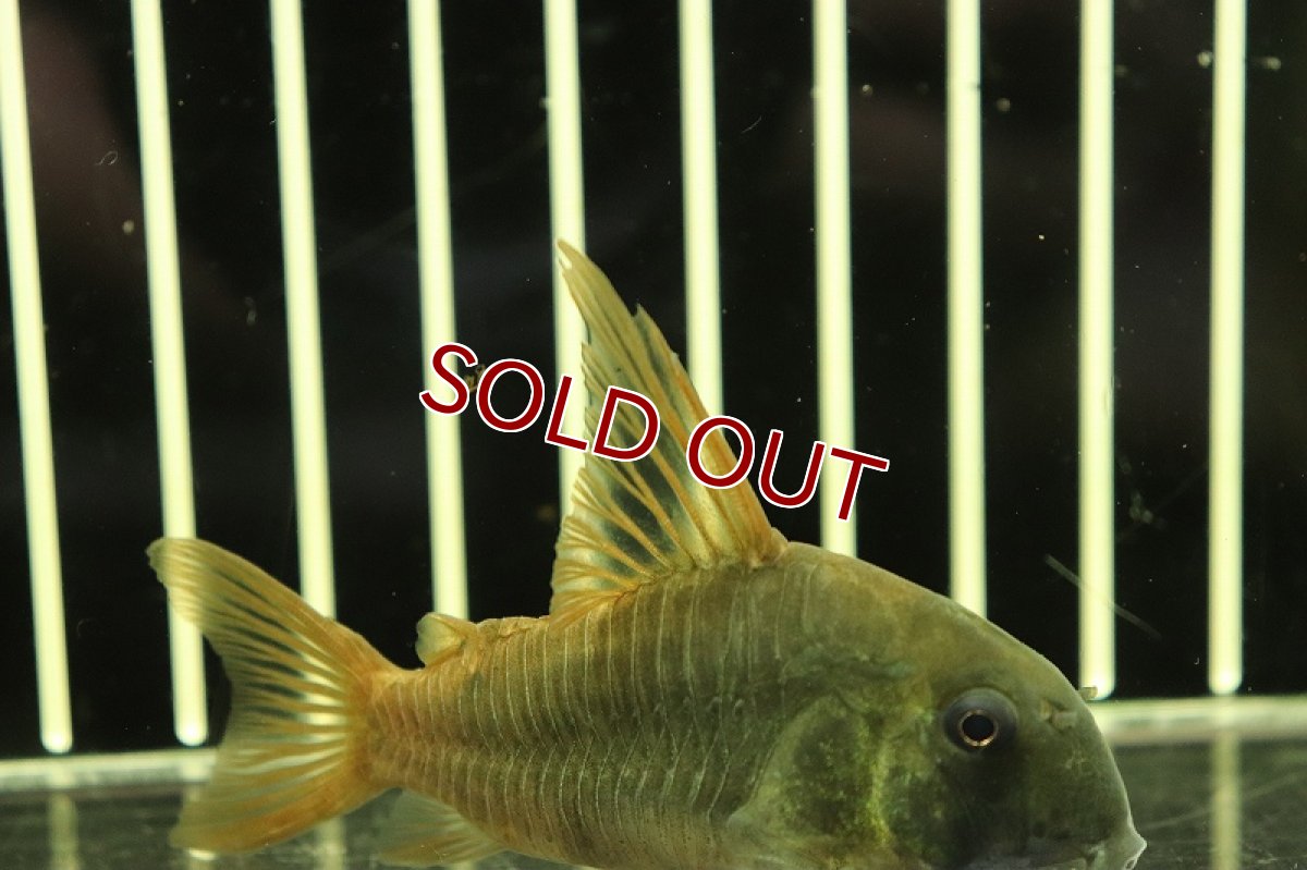 画像4: 【淡水魚】ハイフィン コリドラス コンコロール ワイルド【1匹】(±6-7cm)(コリドラス)（生体）（熱帯魚）NKＣＲ (4)