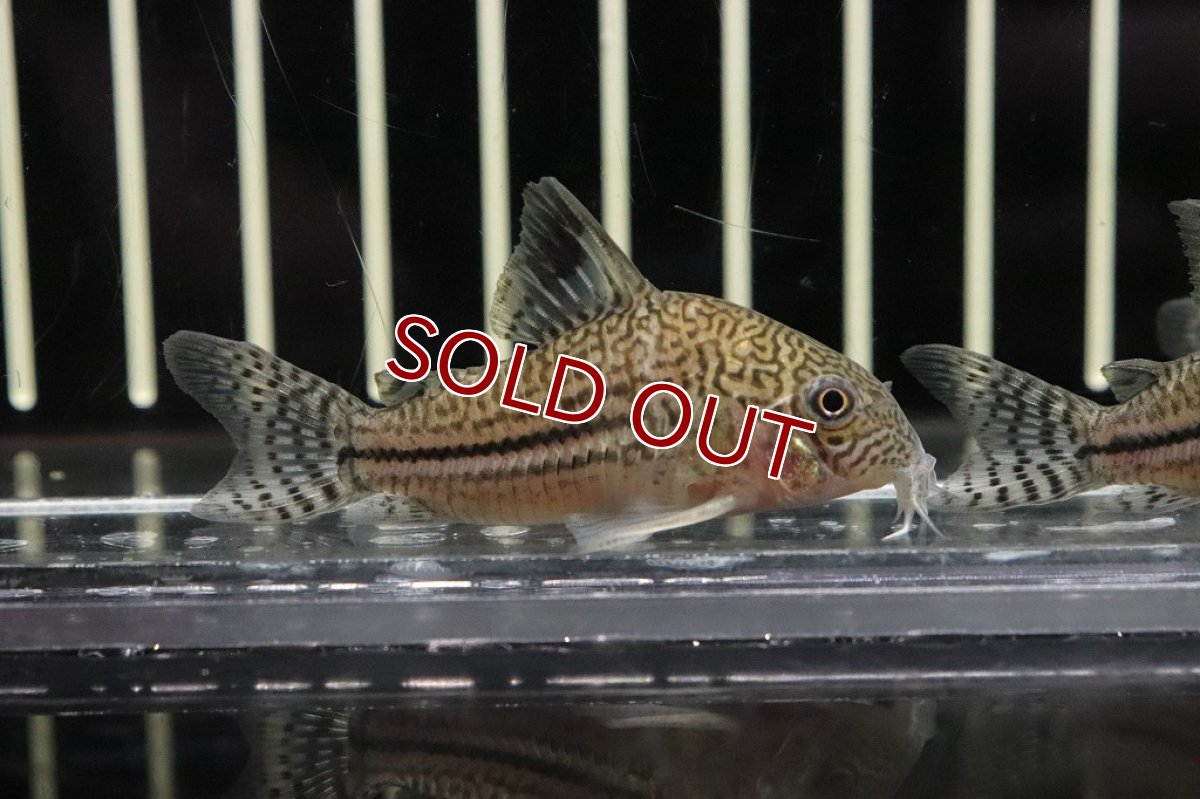 画像2: 【淡水魚】かなり久々 コリドラス ロンドニアジュリー ロンドニア州 ワイルド【1匹 サンプル画像販売】(±5cm)（生体）（熱帯魚）NKＣＲ (2)