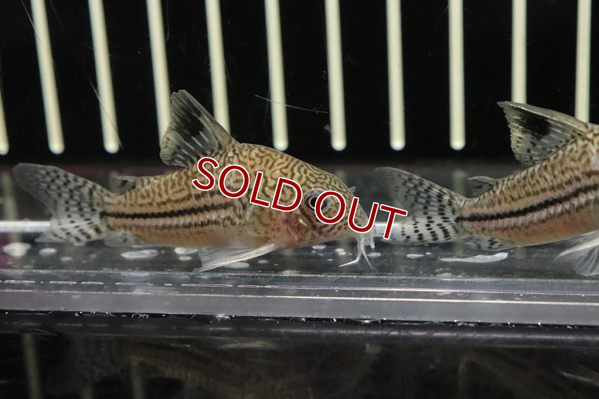 画像3: 【淡水魚】かなり久々 コリドラス ロンドニアジュリー ロンドニア州 ワイルド【1匹 サンプル画像販売】(±5cm)（生体）（熱帯魚）NKＣＲ (3)