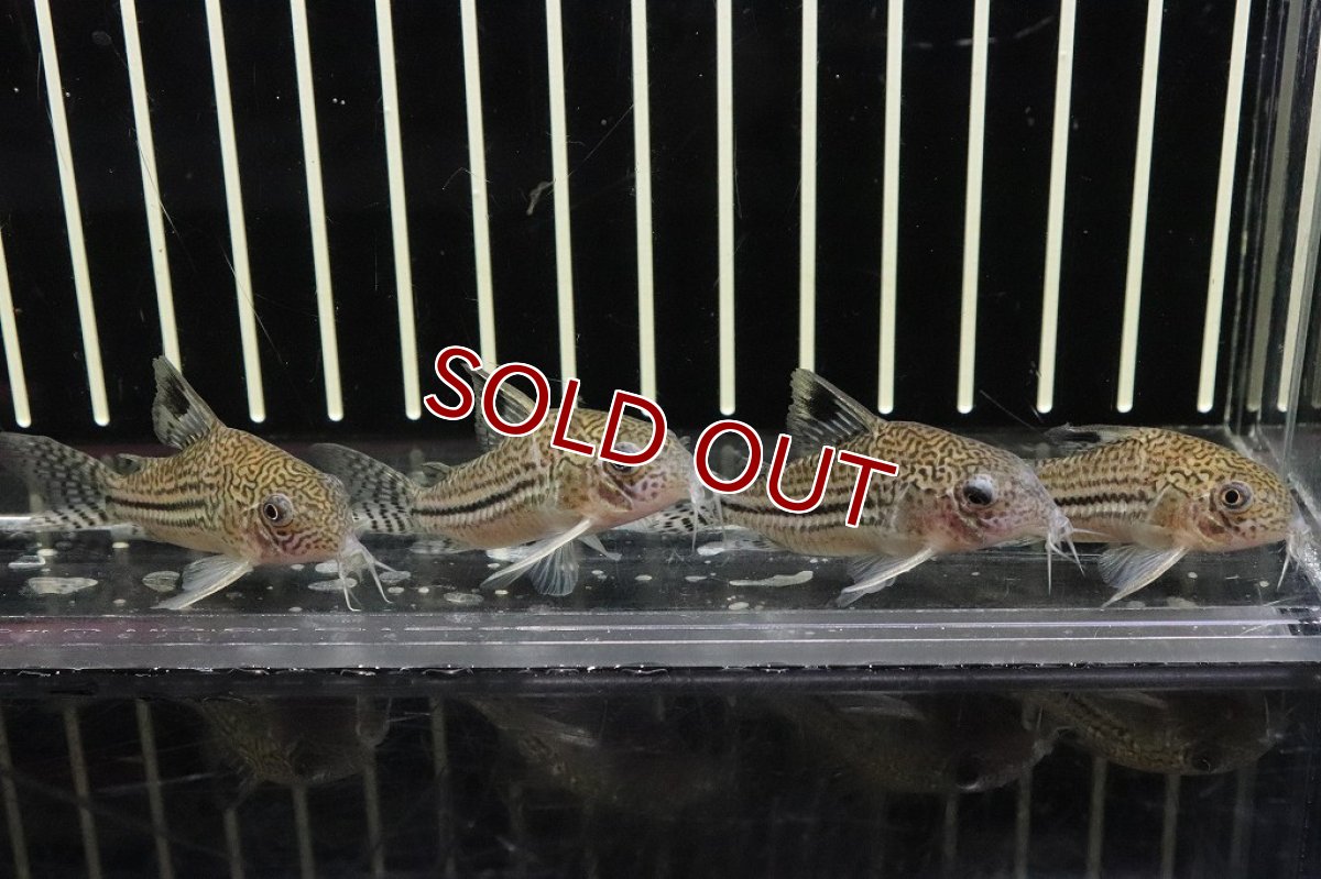 画像4: 【淡水魚】かなり久々 コリドラス ロンドニアジュリー ロンドニア州 ワイルド【1匹 サンプル画像販売】(±5cm)（生体）（熱帯魚）NKＣＲ (4)