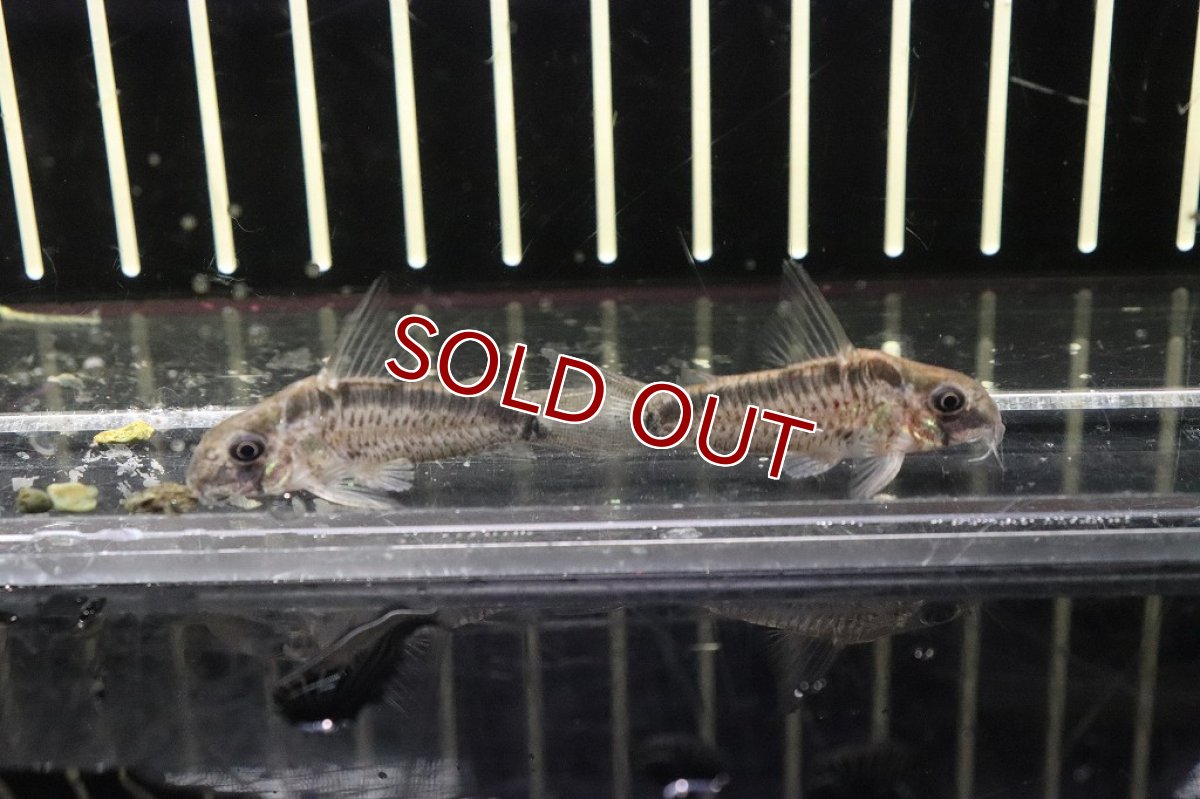 画像2: 【淡水魚】コリドラス パンサーロレット ジュタイ産 ワイルド【1匹 サンプル画像販売】(±4cm)(コリドラス)（生体）（熱帯魚）NKＣＲ (2)