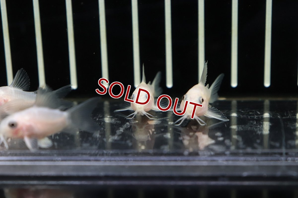 画像2: 【淡水魚】激安大特価 コリドラス パンダ ゴールデン【1匹 サンプル画像販売】(±2.5-3cm)(生体)(淡水)NKCR (2)