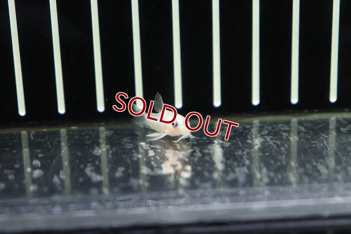 画像3: 【淡水魚】激安大特価 コリドラス パンダ ゴールデン【1匹 サンプル画像販売】(±2.5-3cm)(生体)(淡水)NKCR (3)