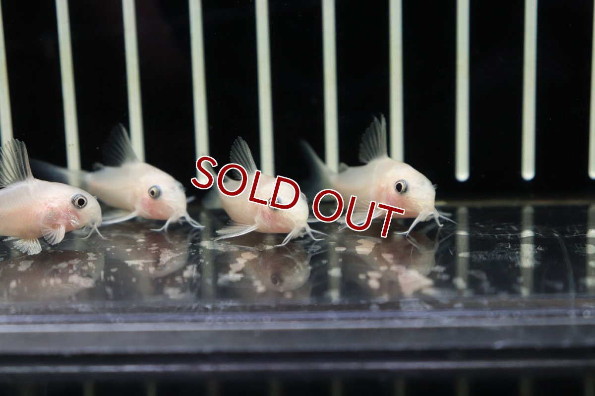 画像4: 【淡水魚】激安大特価 コリドラス パンダ ゴールデン【1匹 サンプル画像販売】(±2.5-3cm)(生体)(淡水)NKCR (4)