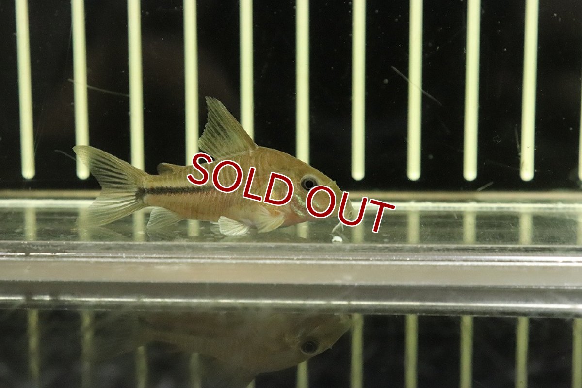 画像3: 【淡水魚】激レア スリナム便 コリドラス バデリ シパルウィニーリバー産 ワイルド【1匹 サンプル画像販売】±4.5cm(生体)(淡水)NKCR (3)