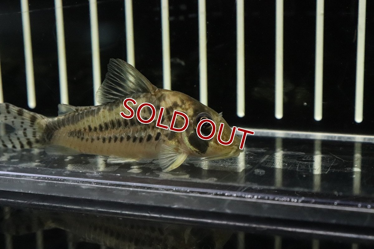 画像2: 【淡水魚】コリドラス ロングノーズ ロクソゾヌス ワイルド【１匹 サンプル販売】(±4-5cm)(コリドラス)(生体)(淡水)NKCR (2)
