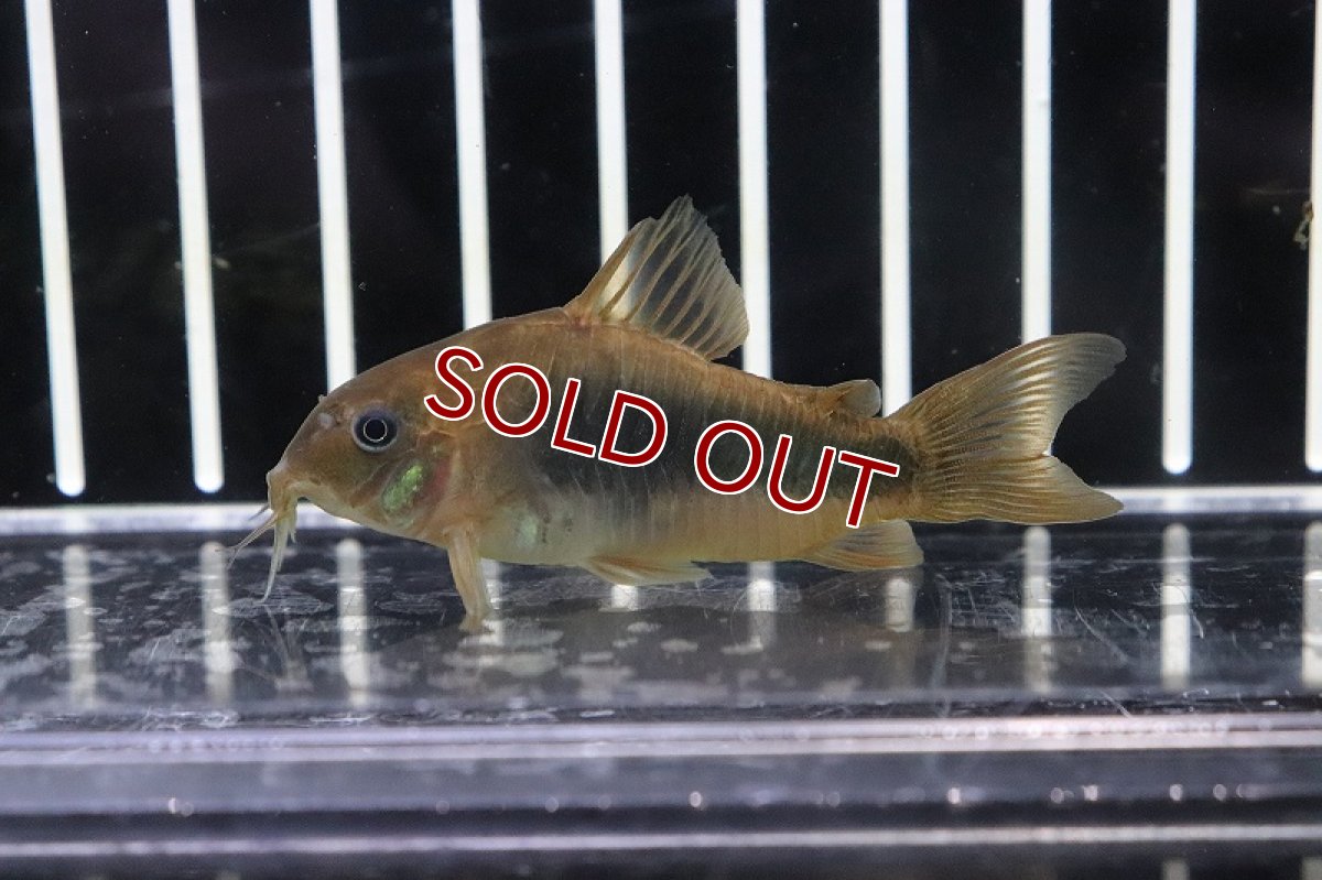 画像2: 【淡水魚】コリドラス アエネウス パンタナール産 ワイルド【１匹 サンプル販売】(±5cm)(コリドラス)(生体)(淡水)NKCR (2)
