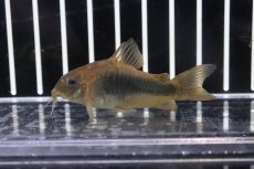 画像2: 【淡水魚】【通販】コリドラス アエネウス パンタナール産 ワイルド【１匹 サンプル販売】(±5cm)(コリドラス)(生体)(淡水)NKCR (2)