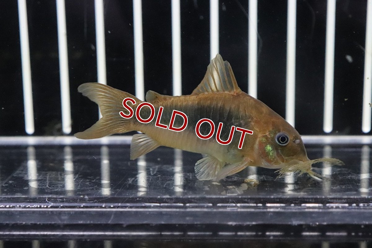 画像3: 【淡水魚】コリドラス アエネウス パンタナール産 ワイルド【１匹 サンプル販売】(±5cm)(コリドラス)(生体)(淡水)NKCR (3)