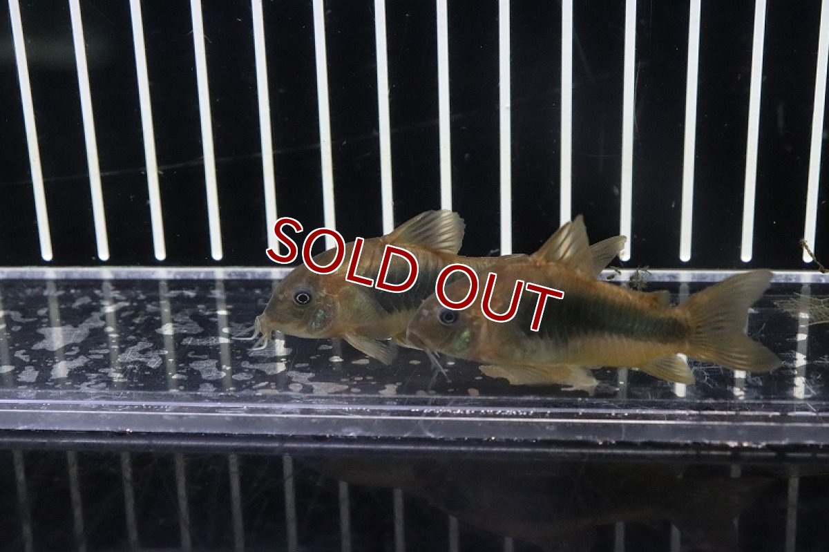 画像4: 【淡水魚】コリドラス アエネウス パンタナール産 ワイルド【１匹 サンプル販売】(±5cm)(コリドラス)(生体)(淡水)NKCR (4)