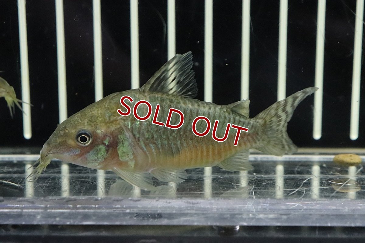 画像1: 【淡水魚】激安数量限定 激レア コリドラス ゲルイ ワイルド【1匹 サンプル画像】(±5cm)(コリドラス)(生体)(淡水)NKCR (1)