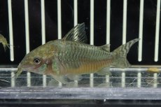 画像1: 【淡水魚】激安数量限定 激レア コリドラス ゲルイ ワイルド【1匹 サンプル画像】(±5cm)(コリドラス)(生体)(淡水)NKCR (1)