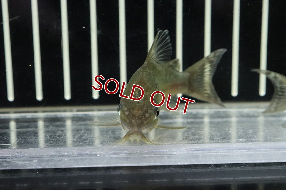 画像2: 【淡水魚】激安数量限定 激レア コリドラス ゲルイ ワイルド【1匹 サンプル画像】(±5cm)(コリドラス)(生体)(淡水)NKCR (2)