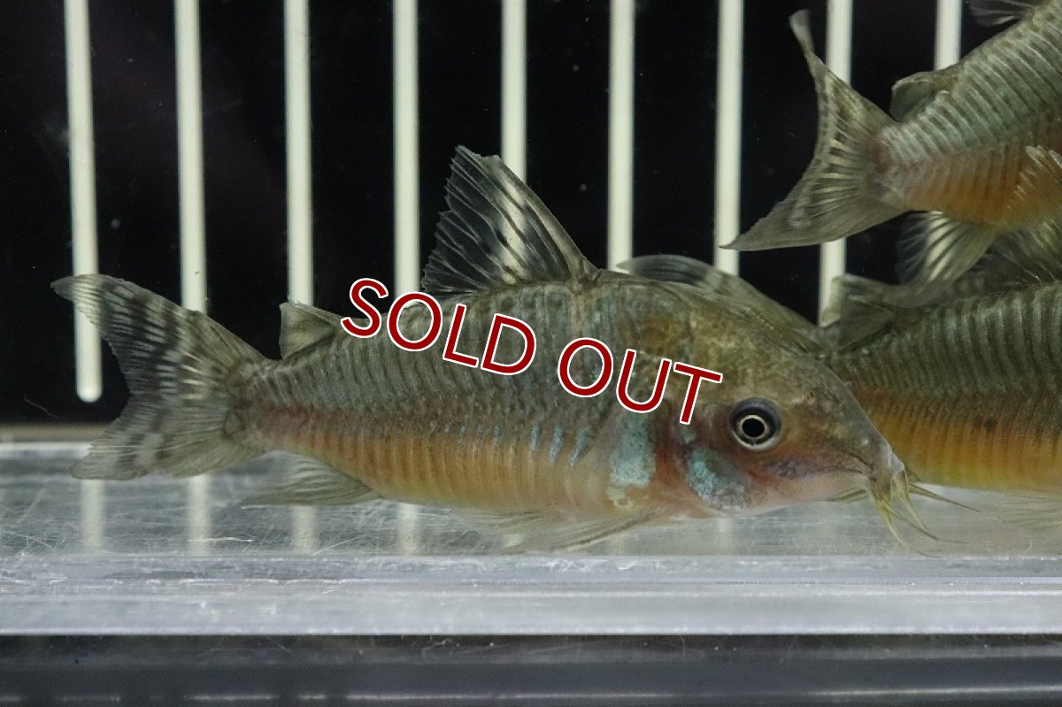 画像3: 【淡水魚】激安数量限定 激レア コリドラス ゲルイ ワイルド【1匹 サンプル画像】(±5cm)(コリドラス)(生体)(淡水)NKCR (3)