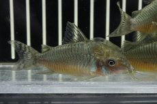 画像3: 【淡水魚】激安数量限定 激レア コリドラス ゲルイ ワイルド【1匹 サンプル画像】(±5cm)(コリドラス)(生体)(淡水)NKCR (3)