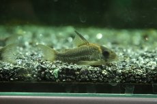 画像1: 【淡水魚】【通販】激安 コリドラス ショートノーズ ルイーザ タパジョス産ワイルド【1匹サンプル画像】(±4-5ｃｍ)(生体)(淡水)ＮＫＣＲ (1)