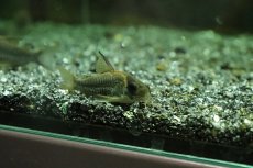 画像2: 【淡水魚】【通販】激安 コリドラス ショートノーズ ルイーザ タパジョス産ワイルド【1匹サンプル画像】(±4-5ｃｍ)(生体)(淡水)ＮＫＣＲ (2)