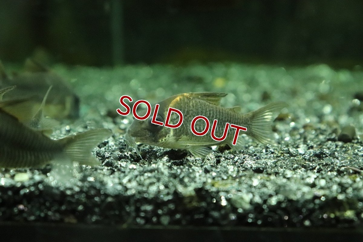 画像3: 【淡水魚】【通販】コリドラス ショートノーズ ルイーザ タパジョス産ワイルド【1匹サンプル画像】(±4-5ｃｍ)(生体)(淡水)ＮＫＣＲ (3)