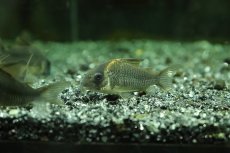 画像3: 【淡水魚】【通販】激安 コリドラス ショートノーズ ルイーザ タパジョス産ワイルド【1匹サンプル画像】(±4-5ｃｍ)(生体)(淡水)ＮＫＣＲ (3)