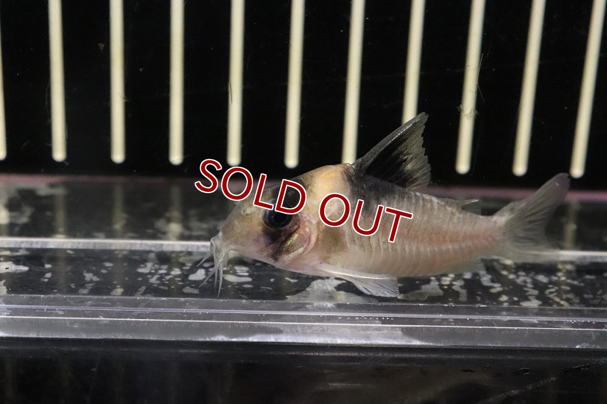 画像2: 【淡水魚】日本初入荷便 コリドラス sp ヴァウペスビコロール ワイルド【１匹 サンプル画像】(±5-6ｃｍ)(コリドラス)(生体)(淡水)ＮＫＣＲ (2)