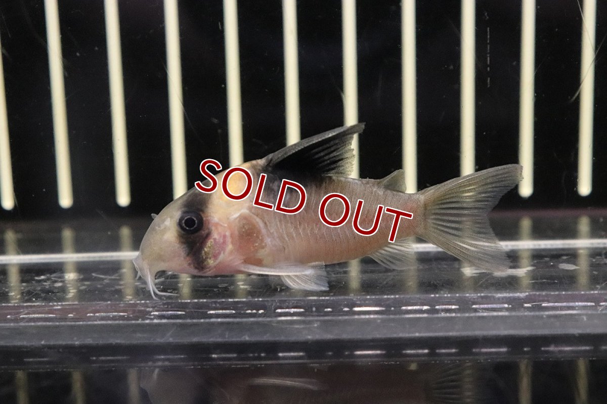 画像3: 【淡水魚】日本初入荷便 コリドラス sp ヴァウペスビコロール ワイルド【１匹 サンプル画像】(±5-6ｃｍ)(コリドラス)(生体)(淡水)ＮＫＣＲ (3)