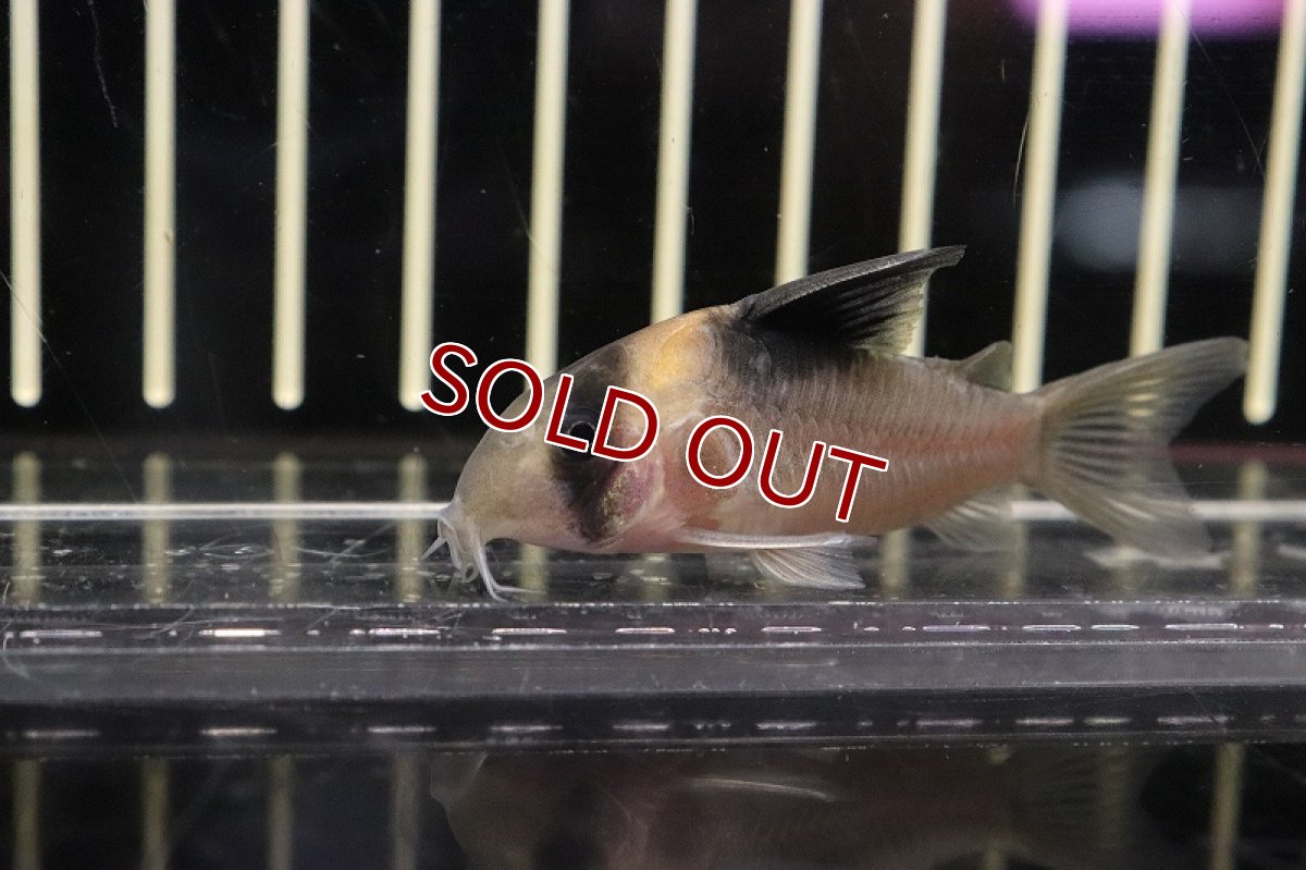 画像4: 【淡水魚】日本初入荷便 コリドラス sp ヴァウペスビコロール ワイルド【１匹 サンプル画像】(±5-6ｃｍ)(コリドラス)(生体)(淡水)ＮＫＣＲ (4)