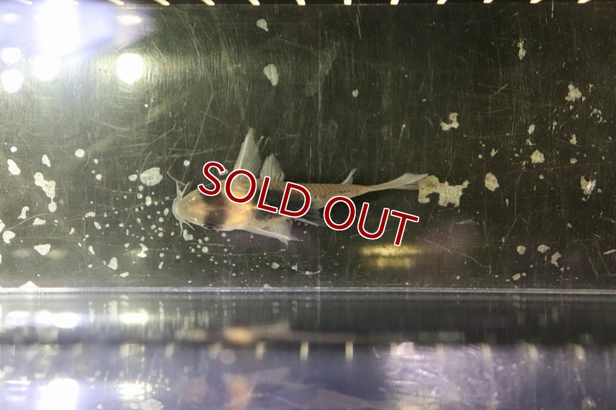 画像5: 【淡水魚】日本初入荷便 コリドラス sp ヴァウペスビコロール ワイルド【１匹 サンプル画像】(±5-6ｃｍ)(コリドラス)(生体)(淡水)ＮＫＣＲ (5)