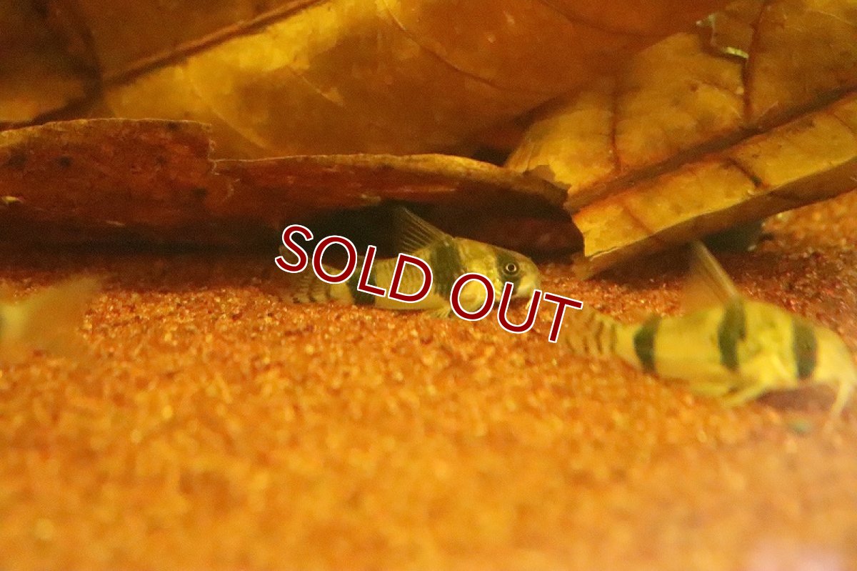 画像2: 【淡水魚】コリドラス アッシャー サンガブリエル産 ワイルド【１匹 サンプル画像】(±3-4cm)(コリドラス)(生体)(淡水)ＮＫＣＲ (2)