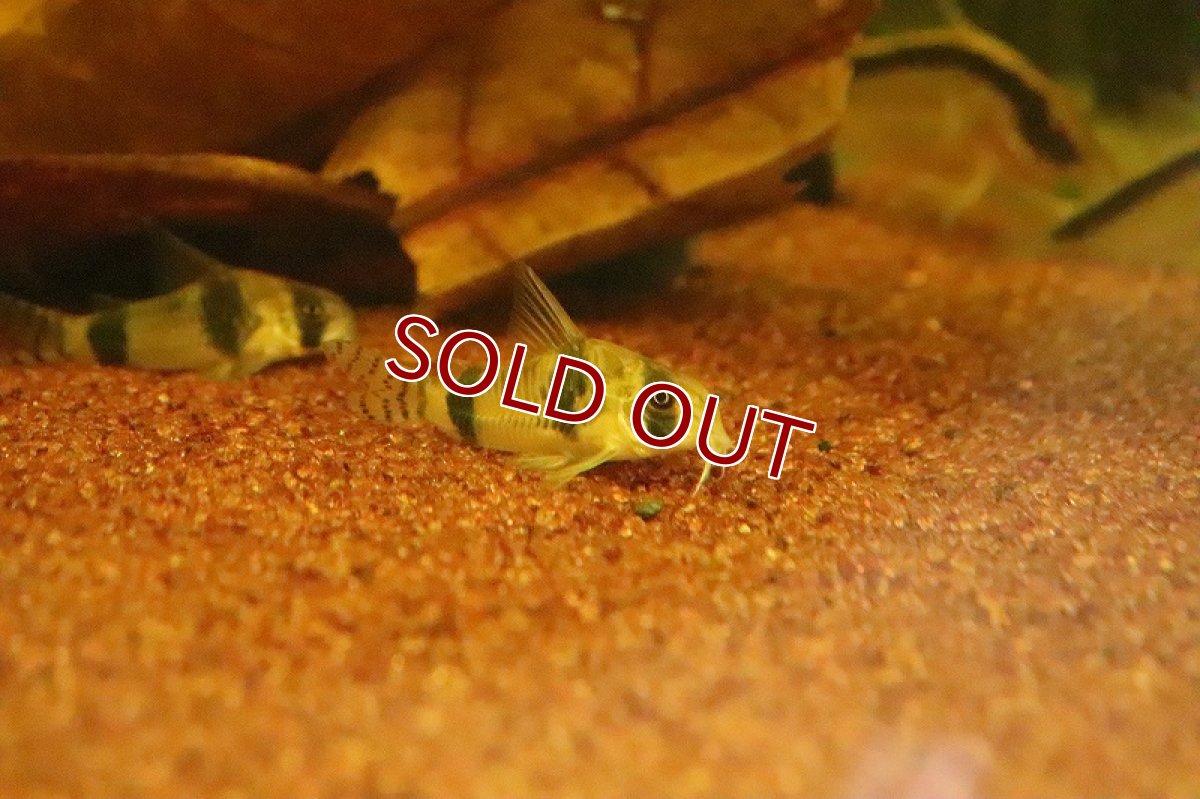 画像3: 【淡水魚】コリドラス アッシャー サンガブリエル産 ワイルド【１匹 サンプル画像】(±3-4cm)(コリドラス)(生体)(淡水)ＮＫＣＲ (3)