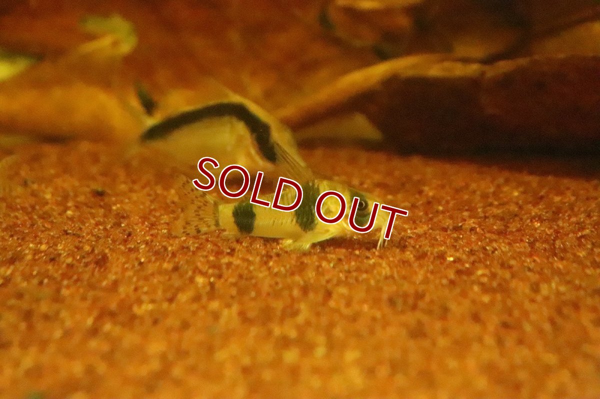 画像4: 【淡水魚】コリドラス アッシャー サンガブリエル産 ワイルド【１匹 サンプル画像】(±3-4cm)(コリドラス)(生体)(淡水)ＮＫＣＲ (4)