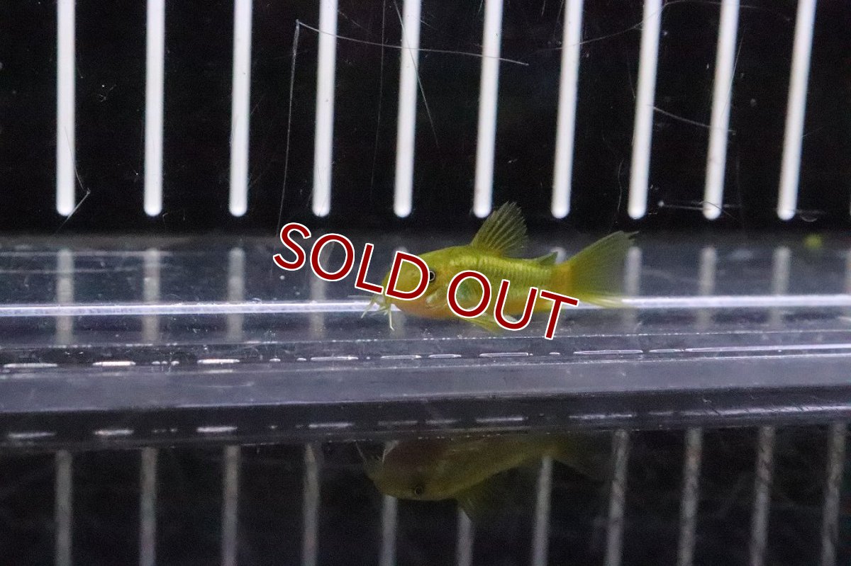 画像2: 【淡水魚】コリドラス イルミネータスグリーン【1匹 サンプル画像】(±3-4ｃｍ)(コリドラス)（生体）（熱帯魚）NKCR (2)