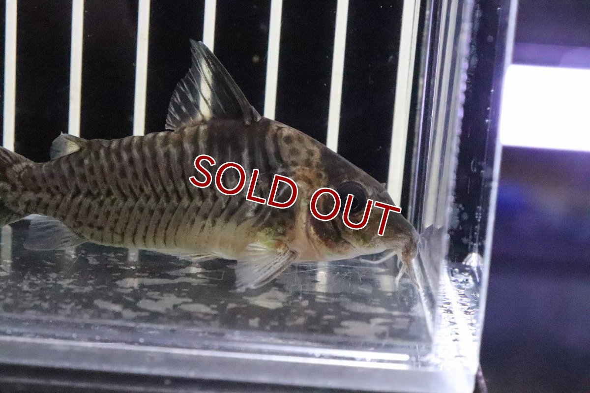 画像2: 【淡水魚】特価 コリドラス ジュタイ ワイルド【1匹 サンプル画像】(±6-7cm)(コリドラス)（生体）（熱帯魚）NKCR (2)