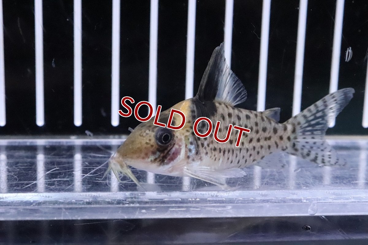 画像2: 【淡水魚】コリドラス ニューエフィピフェール リオ アマパリ産 ワイルド【1匹 サンプル画像】(±5-6ｃｍ)（生体）（熱帯魚）NKCR (2)