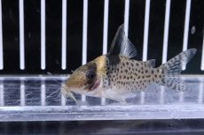画像2: 【淡水魚】【通販】コリドラス ニューエフィピフェール リオ アマパリ産 ワイルド【1匹 サンプル画像】(±5-6ｃｍ)（生体）（熱帯魚）NKCR (2)