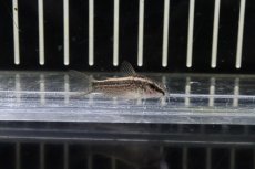 画像1: 【淡水魚】【通販】超大特価 コリドラス グラキリス ワイルド【1匹 サンプル画像】(±4cm)(コリドラス)（生体）（熱帯魚）NKCR (1)