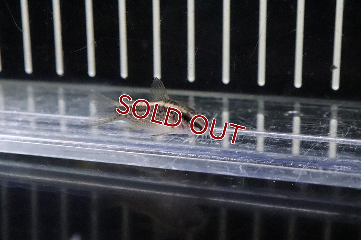 画像2: 【淡水魚】超大特価 コリドラス グラキリス ワイルド【1匹 サンプル画像】(±4cm)(コリドラス)（生体）（熱帯魚）NKCR (2)