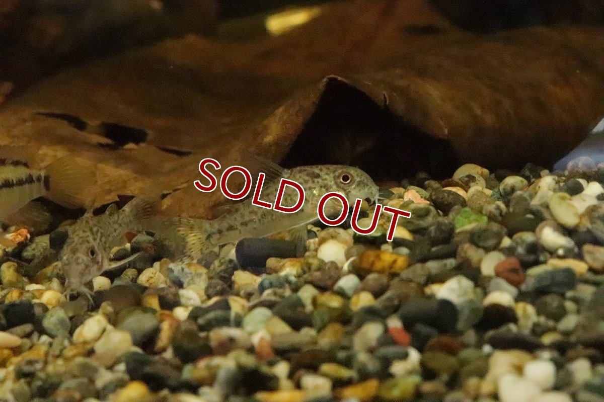 画像2: 【淡水魚】レア種 コリドラスsp リオタクトゥー ワイルド【1匹 サンプル画像】(±3ｃｍ)(コリドラス)（生体）（熱帯魚）NKCR (2)