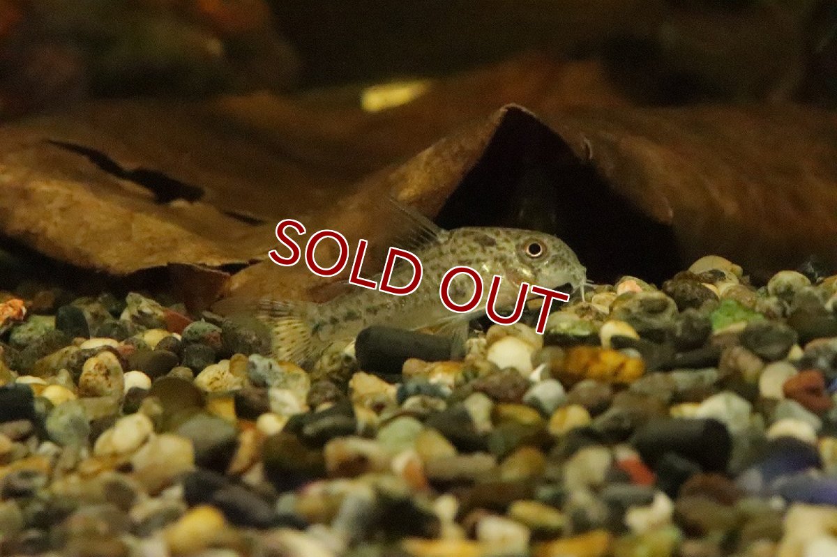 画像3: 【淡水魚】レア種 コリドラスsp リオタクトゥー ワイルド【1匹 サンプル画像】(±3ｃｍ)(コリドラス)（生体）（熱帯魚）NKCR (3)