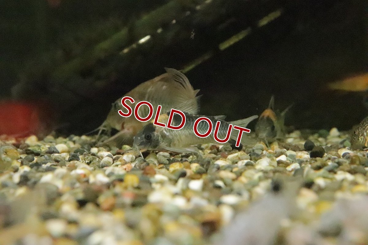 画像2: 【淡水魚】コリドラス ナイスニー リオネグロ産 ワイルド【1匹 サンプル画像】(±5ｃｍ)(コリドラス)（生体）（熱帯魚）NKCR (2)