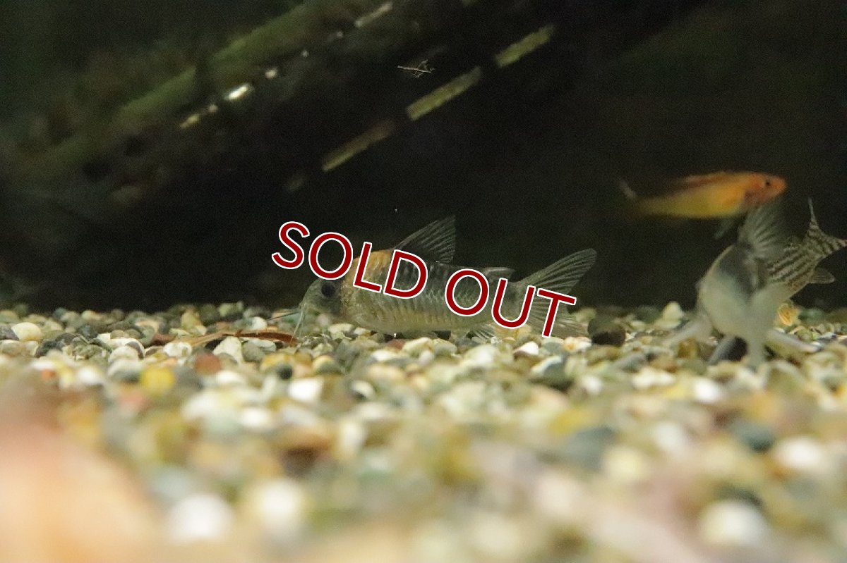 画像3: 【淡水魚】コリドラス ナイスニー リオネグロ産 ワイルド【1匹 サンプル画像】(±5ｃｍ)(コリドラス)（生体）（熱帯魚）NKCR (3)