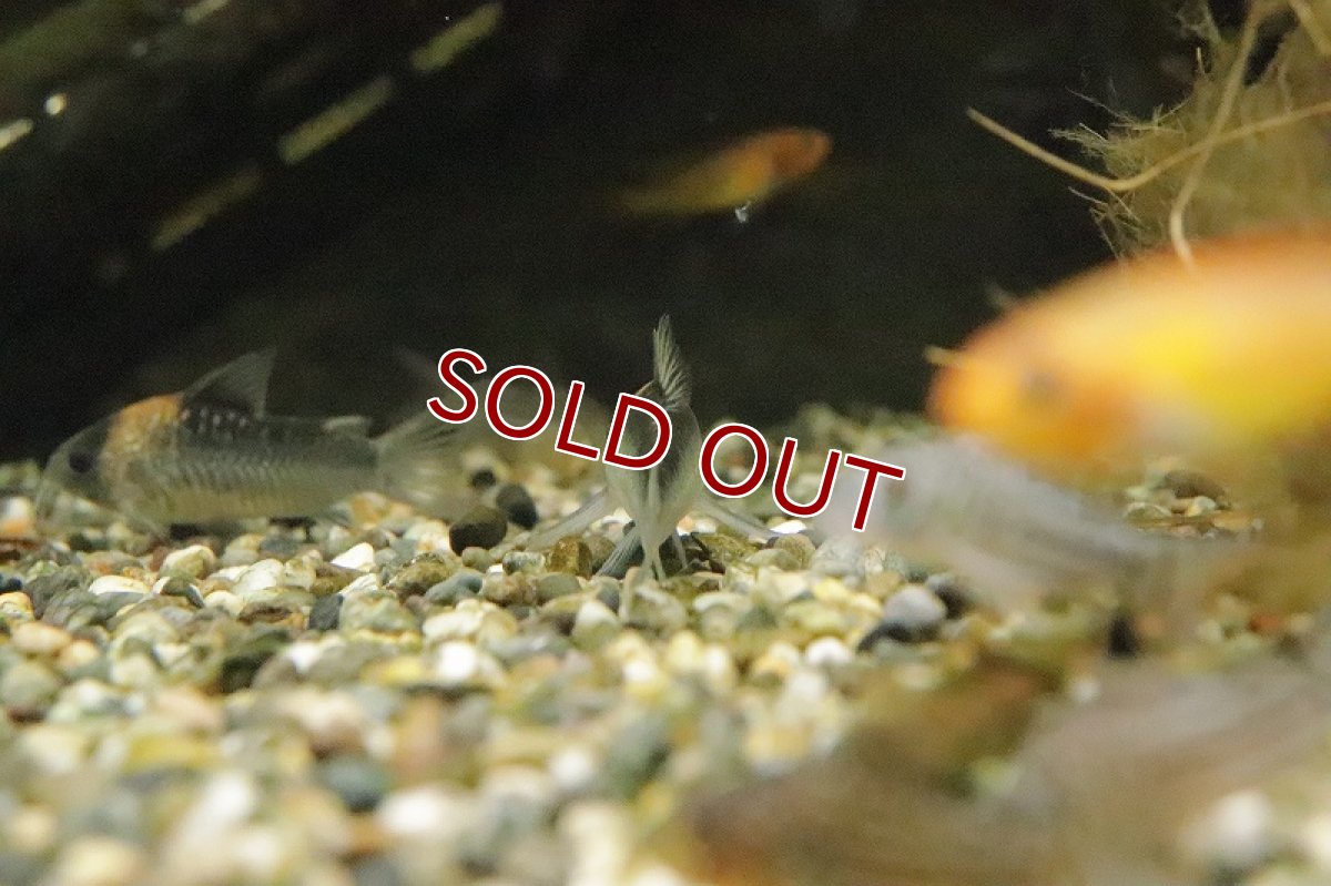 画像4: 【淡水魚】コリドラス ナイスニー リオネグロ産 ワイルド【1匹 サンプル画像】(±5ｃｍ)(コリドラス)（生体）（熱帯魚）NKCR (4)