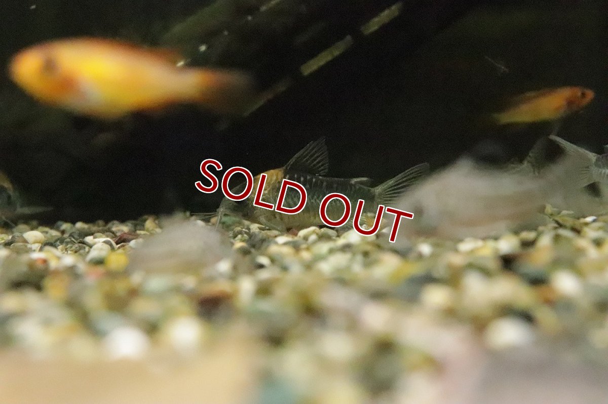 画像5: 【淡水魚】コリドラス ナイスニー リオネグロ産 ワイルド【1匹 サンプル画像】(±5ｃｍ)(コリドラス)（生体）（熱帯魚）NKCR (5)