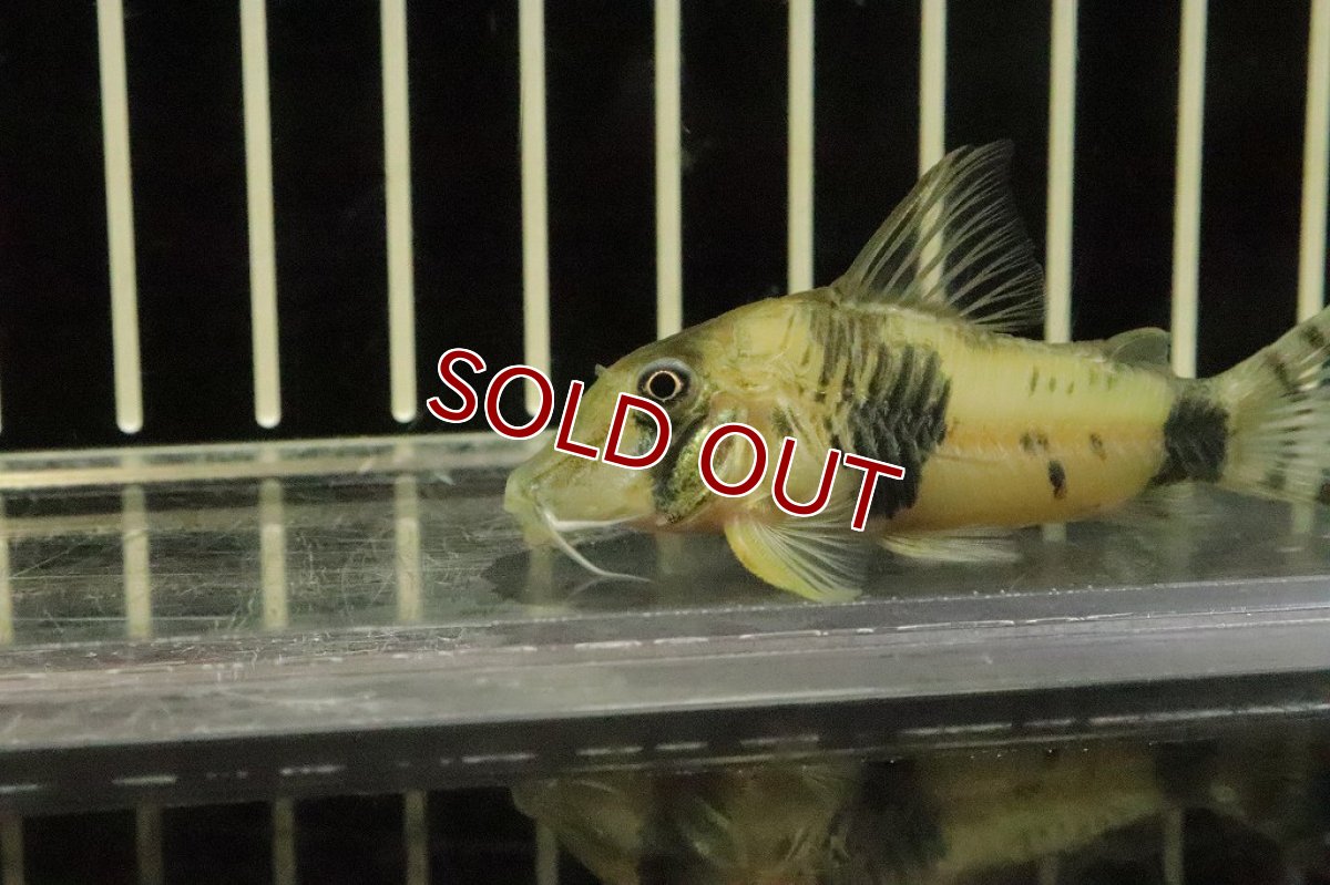 画像2: 【淡水魚】大特価 コリドラス ロングノーズ アッシャー ワイルド【1匹 サンプル画像】(±7ｃｍ)(コリドラス)（生体）（熱帯魚）NKCR (2)